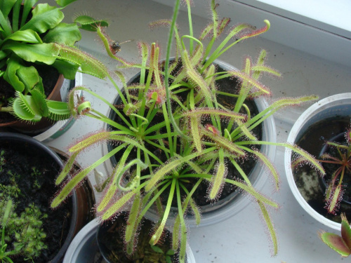 Drosera capensis typical