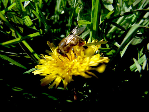 #makro #pszczola #kwiat #wiosna #przyroda #drzewo