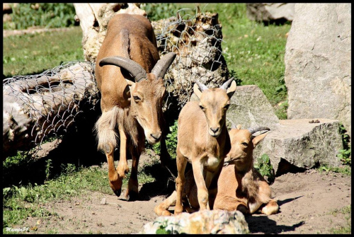 Zoo ciąg dalszy