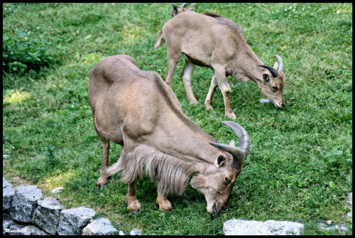 Zoo ciąg dalszy