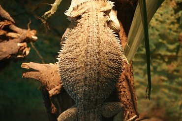 Nie ma to jak ciepełko ;) #Borysewo #Łódź #ptaki #safari #zoo