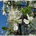 #drzewa #kwiaty #ogród #wiosna