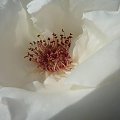 Piękno... #kwiat #róża #biel #serce