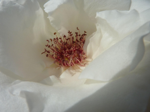 Piękno... #kwiat #róża #biel #serce