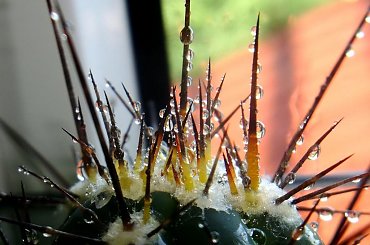 nabite na kolce ;D #makro #kaktus #kolce