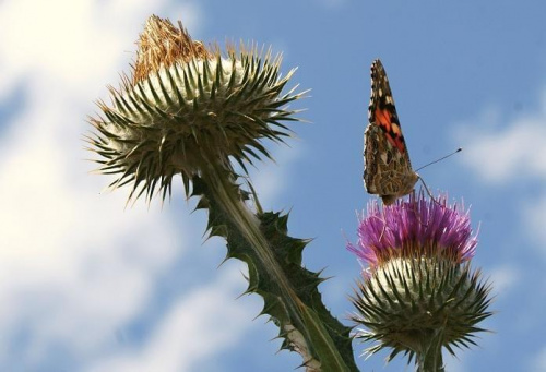 #motyl