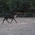 Łagodna