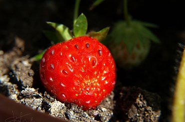 Truskawka doniczkowa
[Olympus E-410, Zuiko Digital 14-42 + soczewka makro +8Dioptrii] #truskawka #owoc #natura #makro