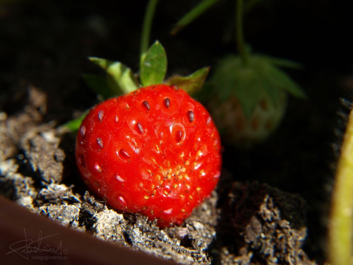 Truskawka doniczkowa
[Olympus E-410, Zuiko Digital 14-42 + soczewka makro +8Dioptrii] #truskawka #owoc #natura #makro