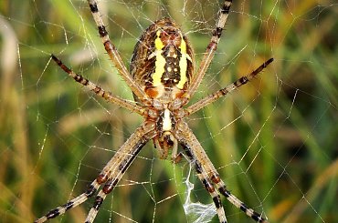 trochę pająków.. ;D #pająk #makro #tygrzyk