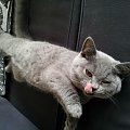 #brytyjski #kot #kotek #niebieski #rasowy