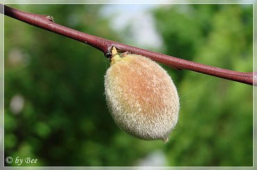 #działka #lato #ogród #owoce