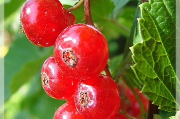 #działka #lato #ogród #owoce