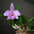 Laelia alaorii