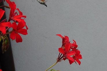 Ćma- Fruczak gołąbek kręcąca się wokół pelargonii. #ćma #motyl #fruczak