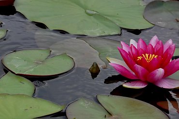 #lilia #staw #OczkoWodne #roślina