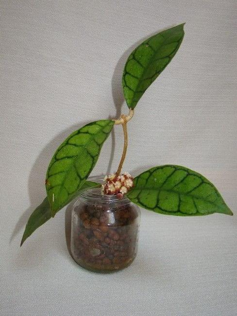 Hoya calistophylla