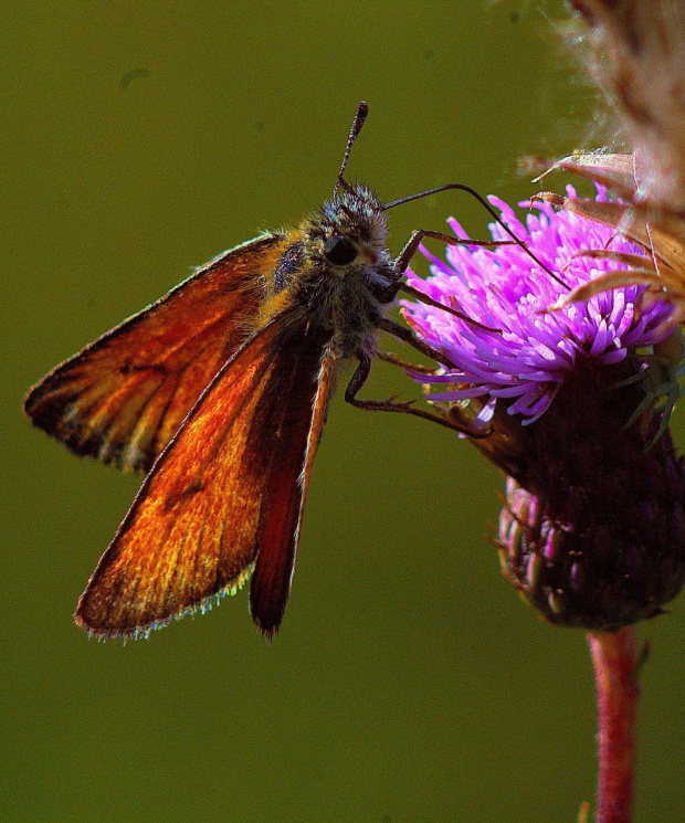 #Lepidoptera #łuskoskrzydłe #motyl #makro #ssawka #SsącyMotyl