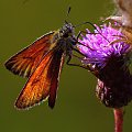 #Lepidoptera #łuskoskrzydłe #motyl #makro #ssawka #SsącyMotyl