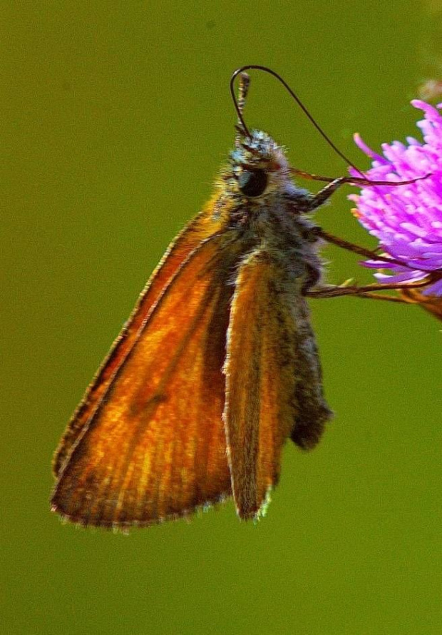 #Lepidoptera #łuskoskrzydłe #motyl #makro #ssawka #SsącyMotyl