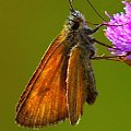 #Lepidoptera #łuskoskrzydłe #motyl #makro #ssawka #SsącyMotyl