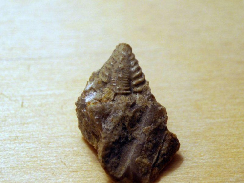 Pygidium trylobita z rodzaju Encrinurus sp. Długość okazu - 0,7 cm . Wiek : dolny ordowik – górny dewon . Data znalezienia : 2005 .