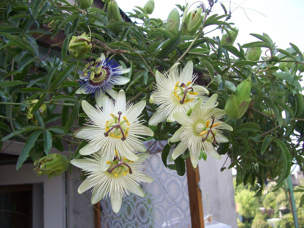 Passiflora constance elliott, caerulea