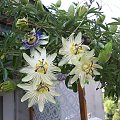 Passiflora constance elliott, caerulea