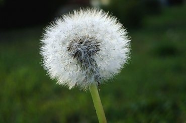 wrześniowe kwiaty ;D #makro #kwiat #jesień