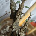 ceropegia armandii1