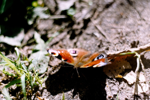 #motyl #makro #przyroda