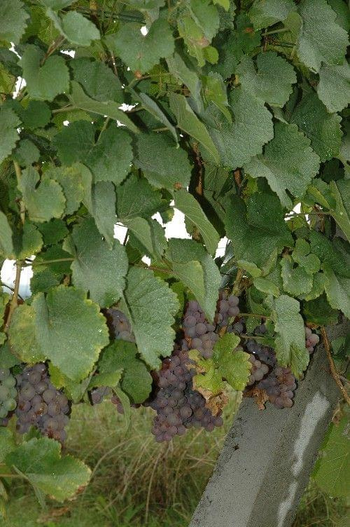 Winogrona odmiany Traminer - wrzesień 2009 #Traminer #wino #winogrona #winnica