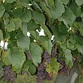 Winogrona odmiany Traminer - wrzesień 2009 #Traminer #wino #winogrona #winnica