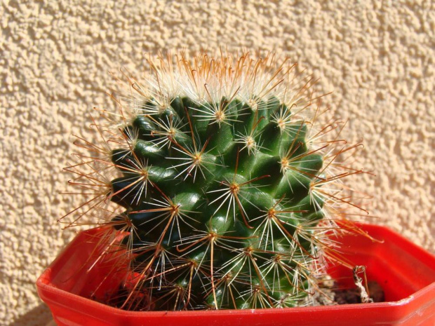 Mammillaria