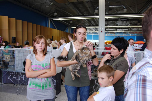 Wystawa kotów rasowych w Ostrawie 17.08.2008