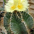 Astrophytum ornatum