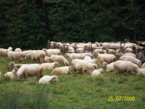 owieczki na hali