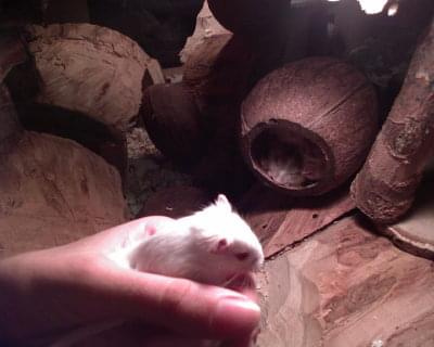 #myszoskoczek #gerbil