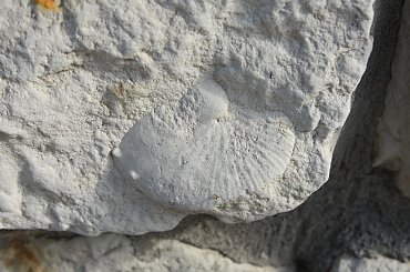 Skamieniałości widoczne w murze w centrum Wilkołaza. Takie muzeum za darmo w plenerze :) #Wilkołaz #skamieniałości