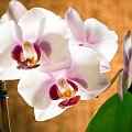 #orchidea #stoczyk #kwiaty #makro #macro