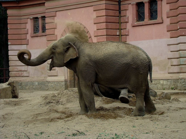 a mi tak dobrze :)) #słoń #wrocław #zoo