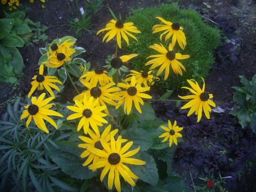 żółte kwiatki 19 września