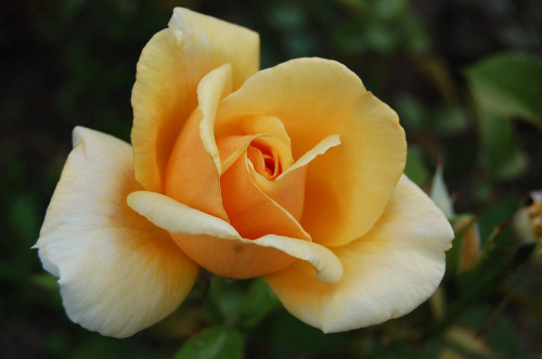 #róża #kwiat