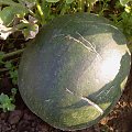 Rok 2009 w naszym ogródku:
przepiękny arbuz, którego niestety nie zjedliśmy ... bo zdążył się zepsuć na grządce ... :(((