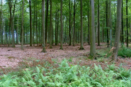 Lasek Grabowy