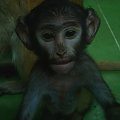 normalnie mięśniak :)) #małpka #zoo #wrocław #zwierzęta