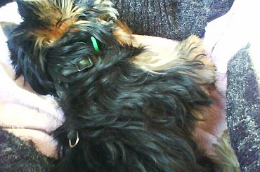 chicolo w pociągu #chico #pociąg #wrocław