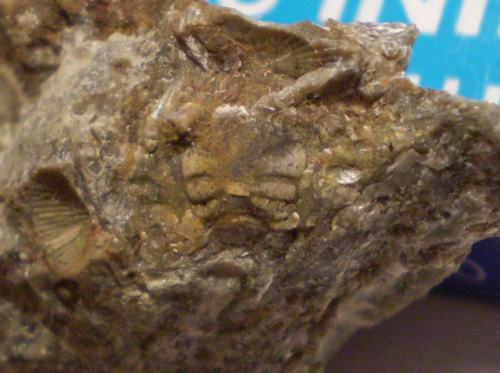 Glabella trylobita . Długość okazu - 0,6 cm . Wiek - ? Data znalezienia : 2006 . Okaz nr 58 pochodzi z tej samej skały .