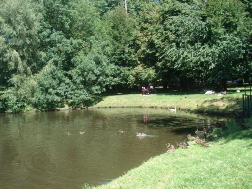 Małe łabędzie w parku (Brzeg, 30 VII 09).