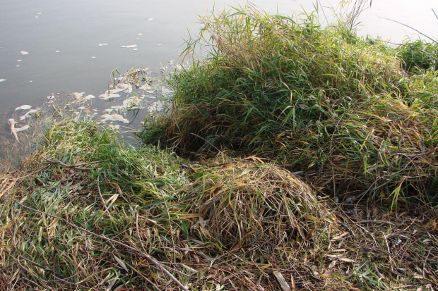 Kolejne bobrowe zejście do wody